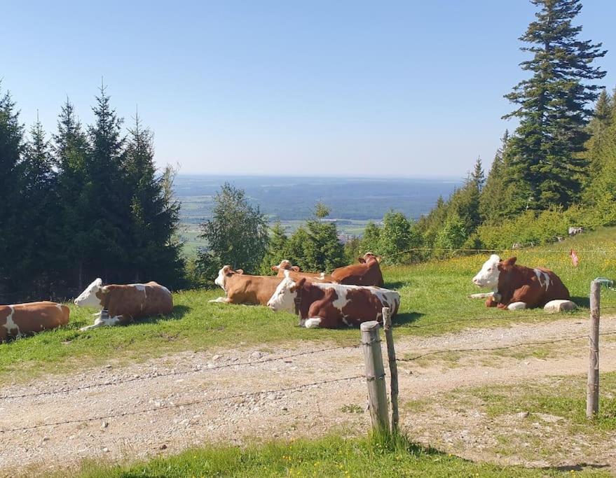 Romantisches Alpenchalet - Mit Sauna Und Kamin - Ruhig Und Zentral 바트톨즈 외부 사진